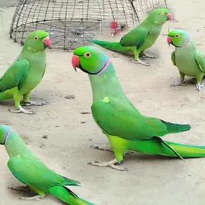 All parrots selling available all India over home thumbnail 4