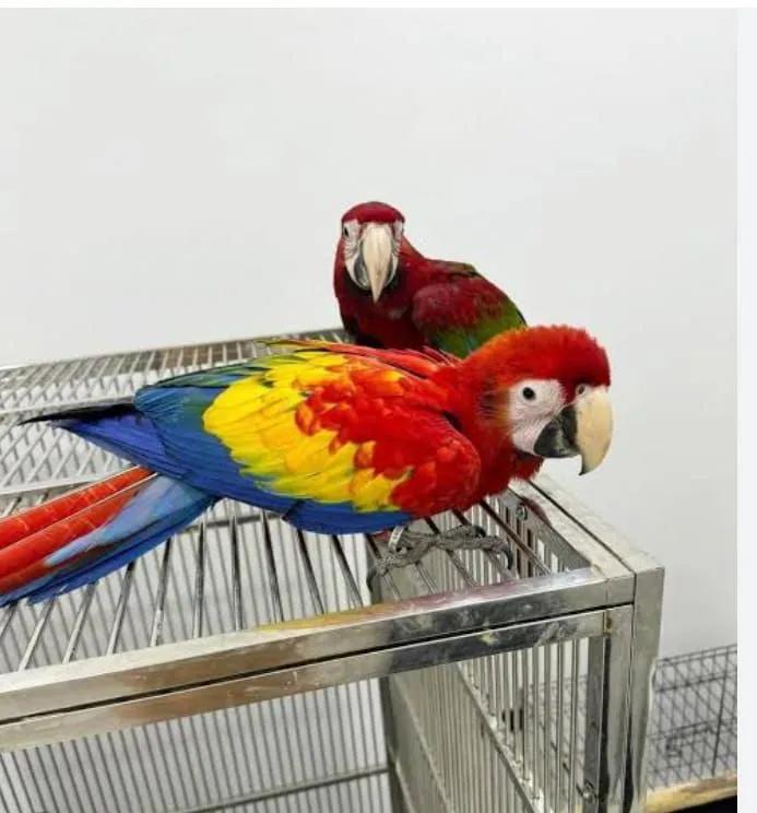 All parrots selling available all India over home