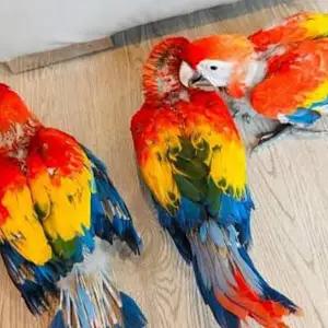 All parrots selling available all India over home thumbnail 5