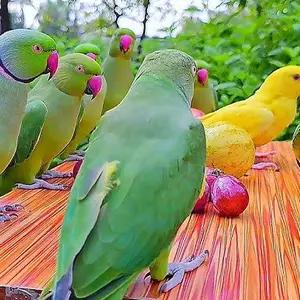 All parrots selling available all India over home thumbnail 5