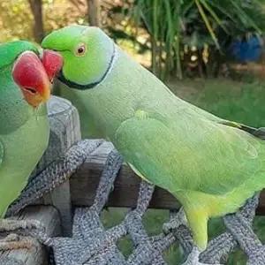 All parrots selling available all India over home thumbnail 2