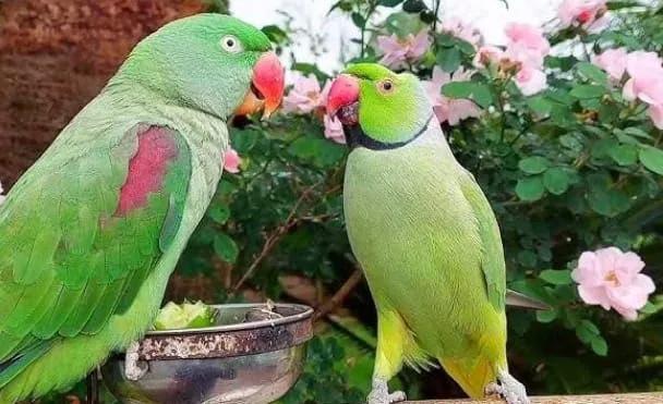 All parrots selling available all India over home