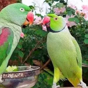 All parrots selling available all India over home