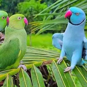 All parrots selling available all India over home thumbnail 4