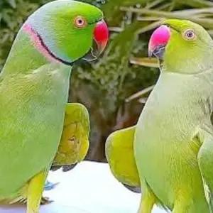 All parrots selling available all India over home thumbnail 3