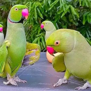 All parrots selling available all India over home thumbnail 3