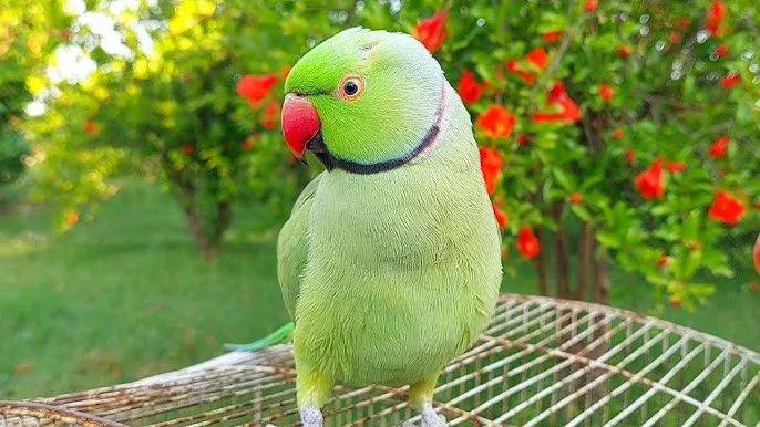 All parrots selling available all India over home