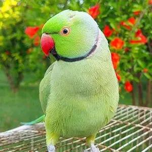 All parrots selling available all India over home