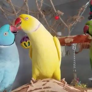 All parrots selling available all India over home thumbnail 4