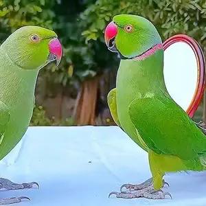 All parrots selling available all India over home thumbnail 5