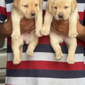 All dogs selling available all India over home del thumbnail 3