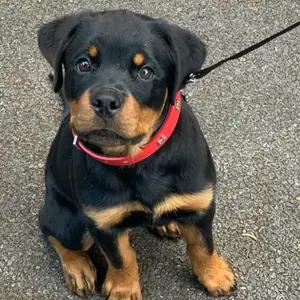 All dogs selling available all India over home del