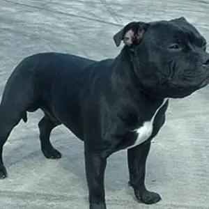 All dogs selling available all India over home del thumbnail 5