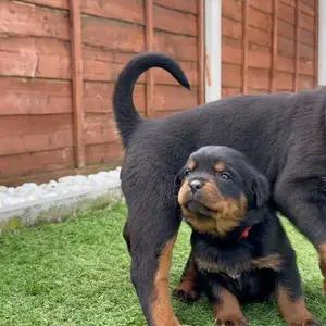 All dogs selling available all India over home del thumbnail 2