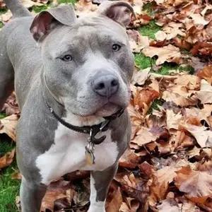 All dogs selling available all India over home del thumbnail 4