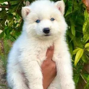 All dogs selling available all India over home del thumbnail 2