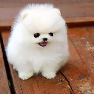 All dogs selling available all India over home del thumbnail 5