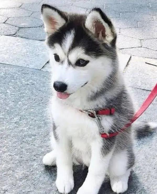 All dogs selling available all India over home del