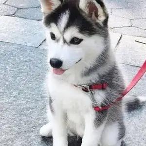 All dogs selling available all India over home del