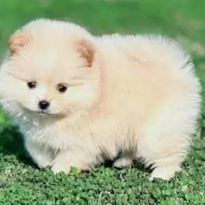 All dogs selling available all India over home del thumbnail 3