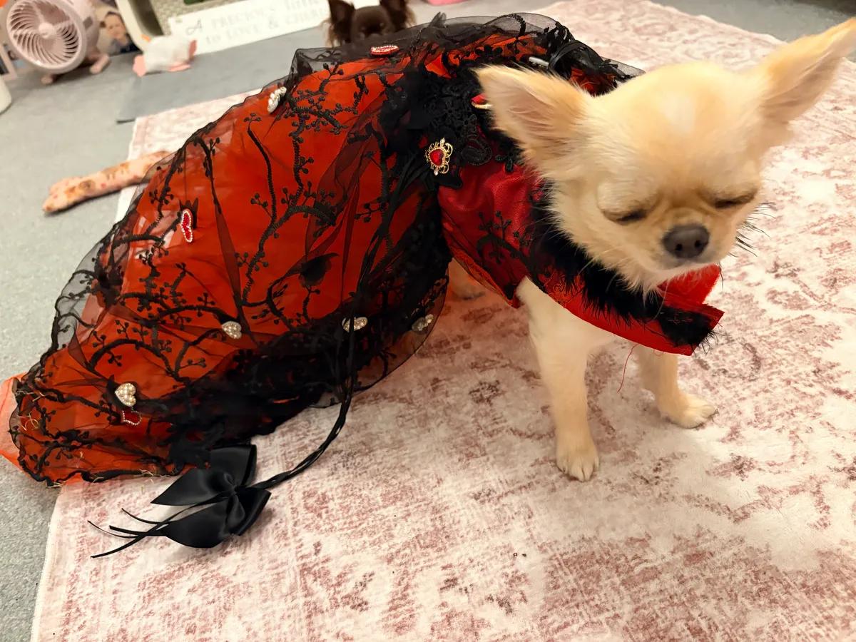 XS Queen of Hearts Dog Pageant Dress