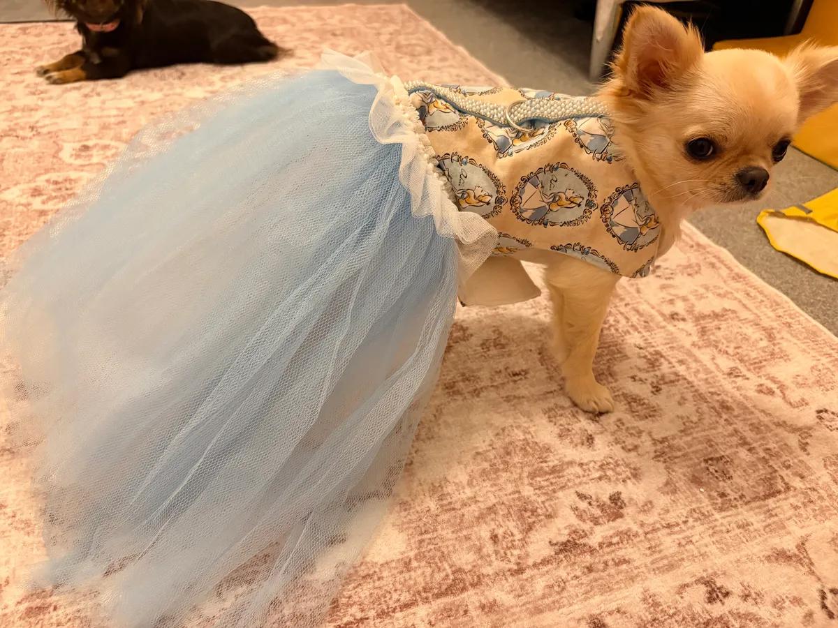 XS Alice in Wonderland dog Pageant Dress