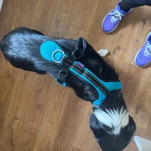 Zero DC - Canicross Harness thumbnail 5