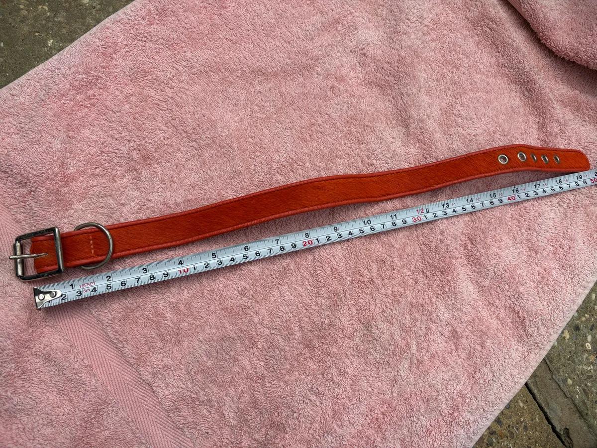 Dog collar - Holly & Lil - orange