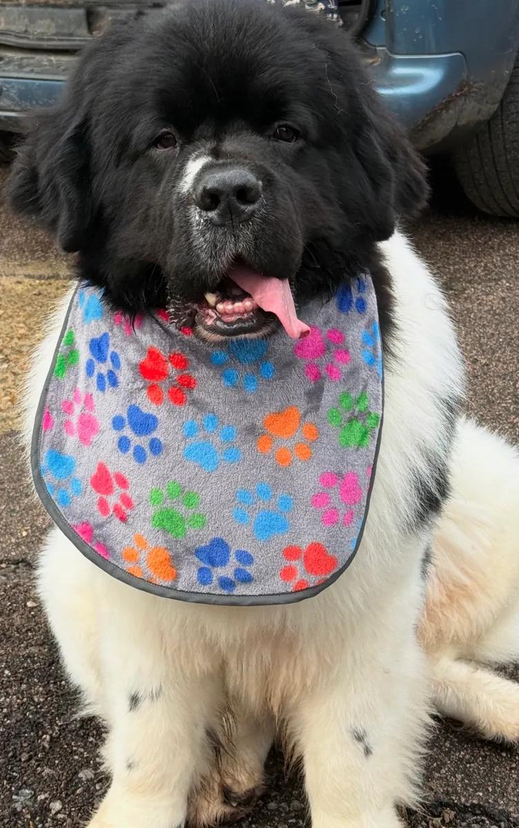 Big dog slobber bib hand made