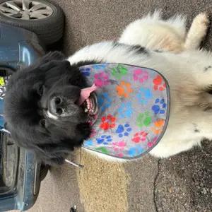 Big dog slobber bib hand made thumbnail 3