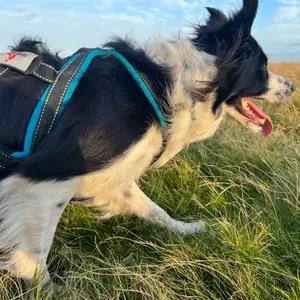 Dog Canicross Harness Sledworks G3 Petrol Blue Size 2 thumbnail 5