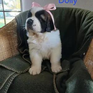 Purebred Saint Bernard Puppies-for sale thumbnail 2