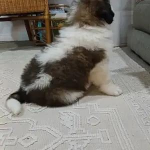 Purebred Saint Bernard Puppies-for sale thumbnail 7