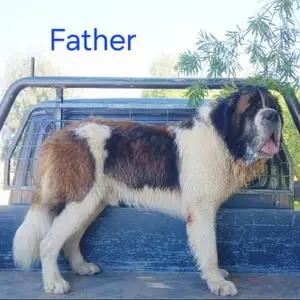 Purebred Saint Bernard Puppies-for sale thumbnail 8