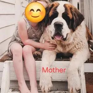 Purebred Saint Bernard Puppies-for sale thumbnail 9