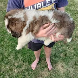 Purebred Saint Bernard Puppies-for sale thumbnail 3
