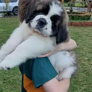 Purebred Saint Bernard Puppies-for sale thumbnail 4