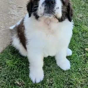 Purebred Saint Bernard Puppies-for sale thumbnail 5