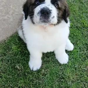 Purebred Saint Bernard Puppies-for sale thumbnail 6