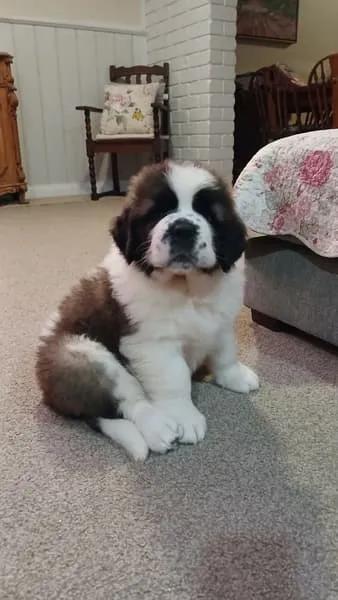 Purebred Saint Bernard Puppies-for sale