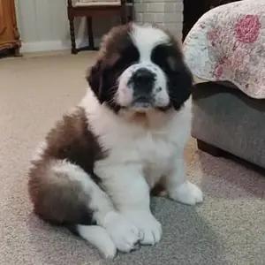 Purebred Saint Bernard Puppies-for sale