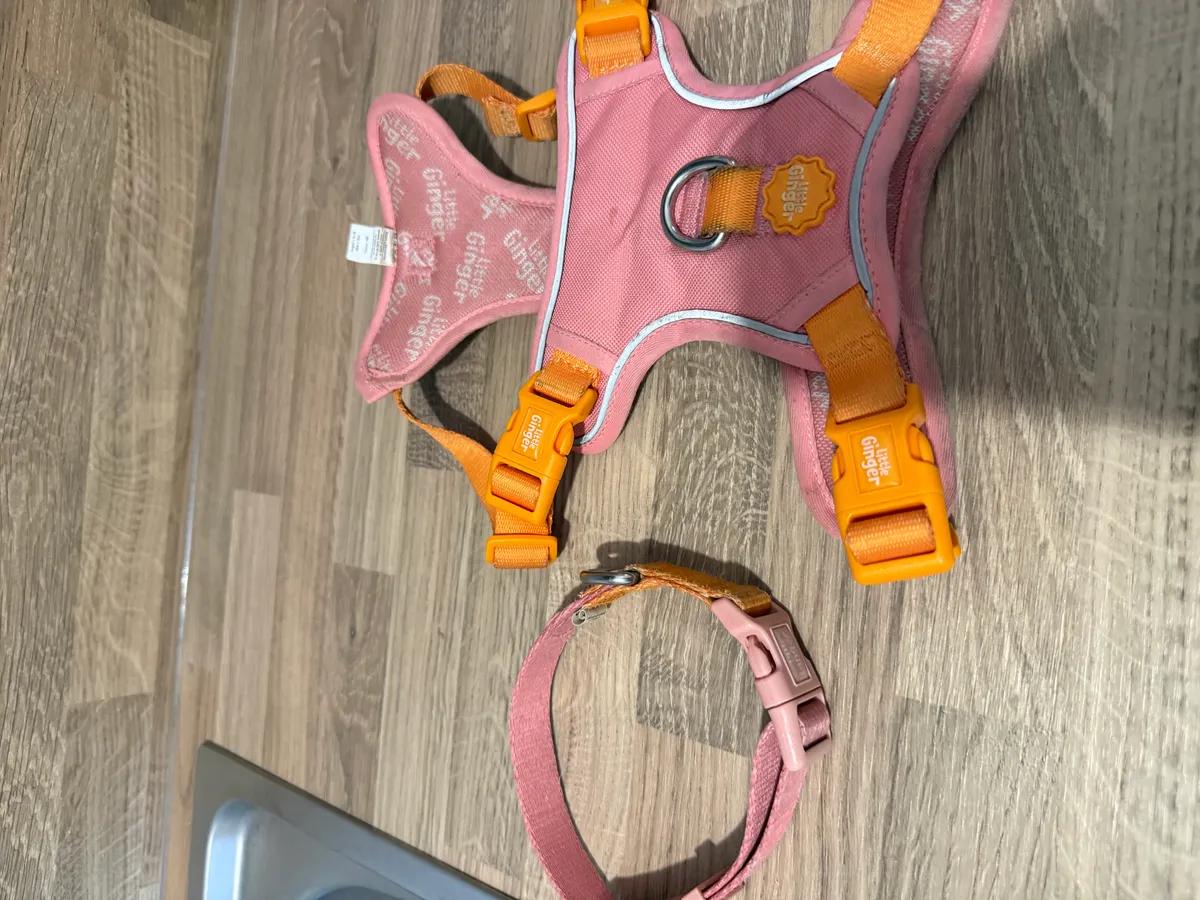 Collar & harness