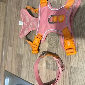 Collar & harness