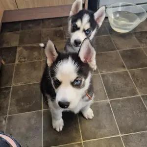 7 siberian husky puppies available thumbnail 3