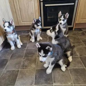 7 siberian husky puppies available thumbnail 2