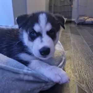 7 siberian husky puppies available thumbnail 5