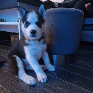 7 siberian husky puppies available thumbnail 4