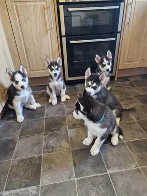 7 siberian husky puppies available