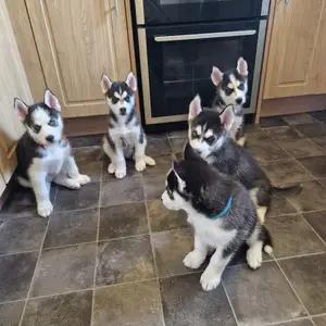 7 siberian husky puppies available thumbnail 1