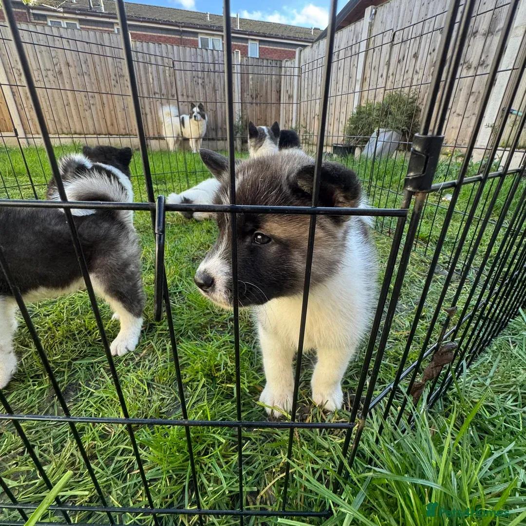 beautiful, strong healthy adorable American Akita puppie